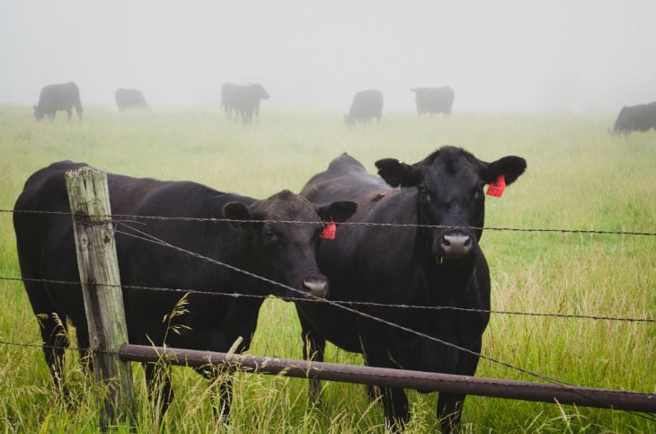 Black Angus Rinder