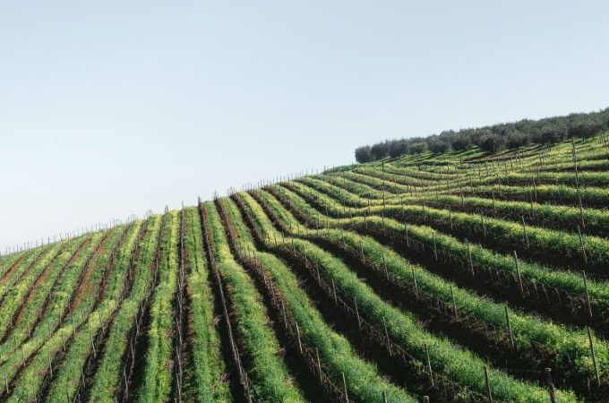 Preisgekrönte italienische Weine - inspirierende Genussreisen